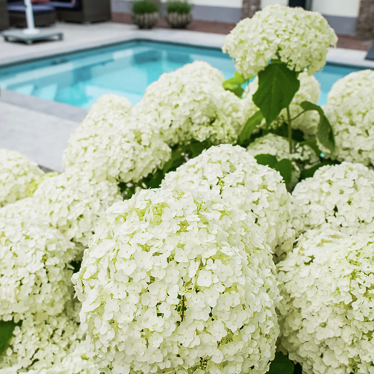 Schneeballhortensie Strong Annabelle® Schneeballhortensie Strong Annabelle®