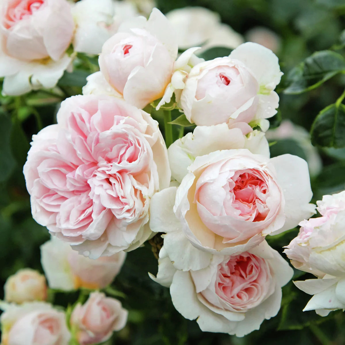 Kletterrose Sabrina® Kletterrose Sabrina®