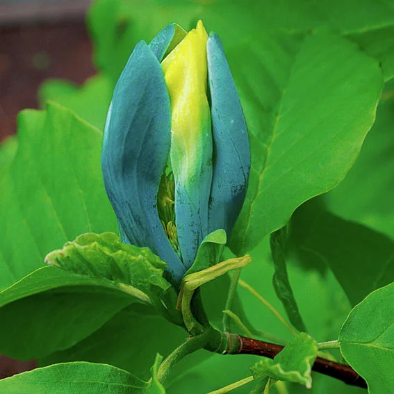 Königs-Magnolie Blue Opal Königs-Magnolie Blue Opal