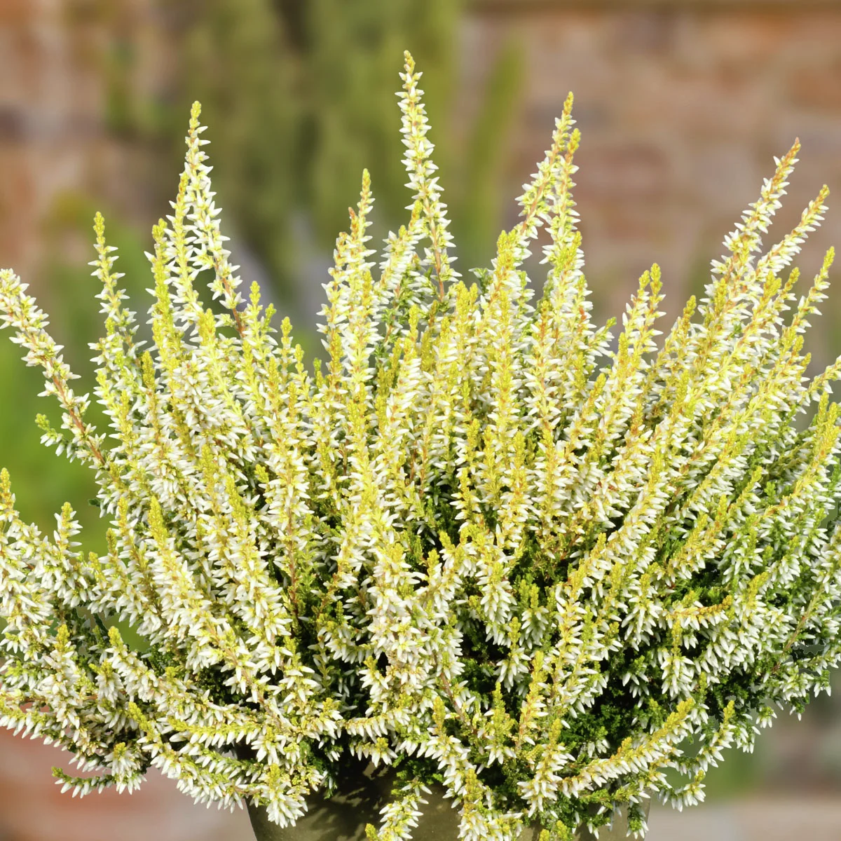 Set Knospenheide Gardengirls®, 8er-Set Set Knospenheide Gardengirls®, 8er-Set