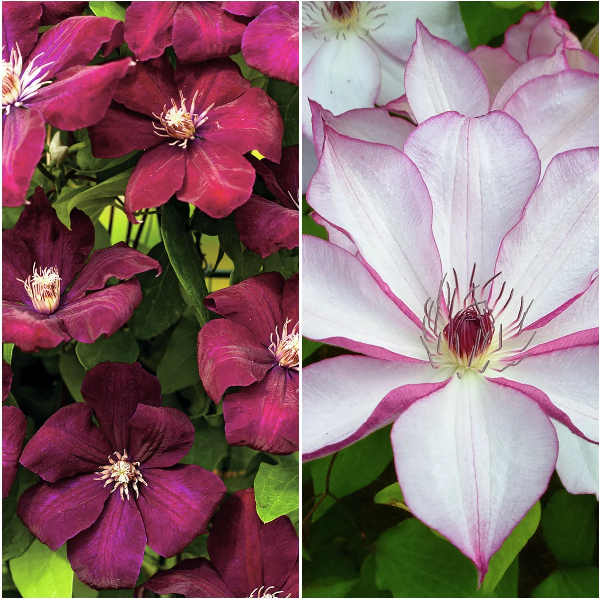 Clematis-Set Rosige Eleganz Clematis-Set Rosige Eleganz