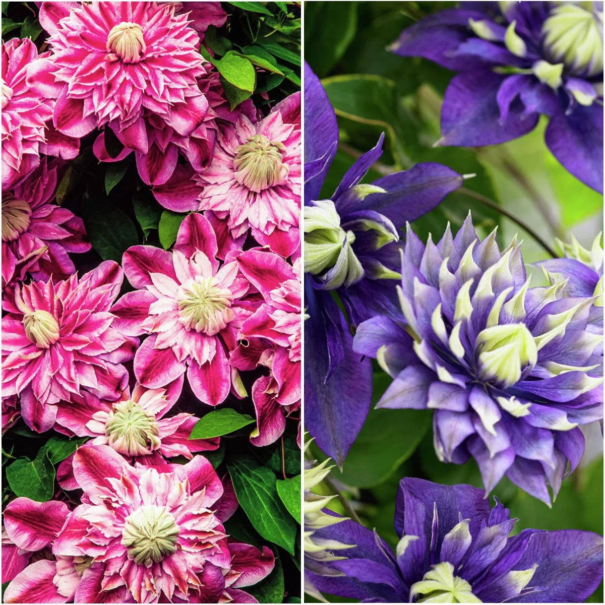 Clematis-Set Zauberpaar Clematis-Set Zauberpaar