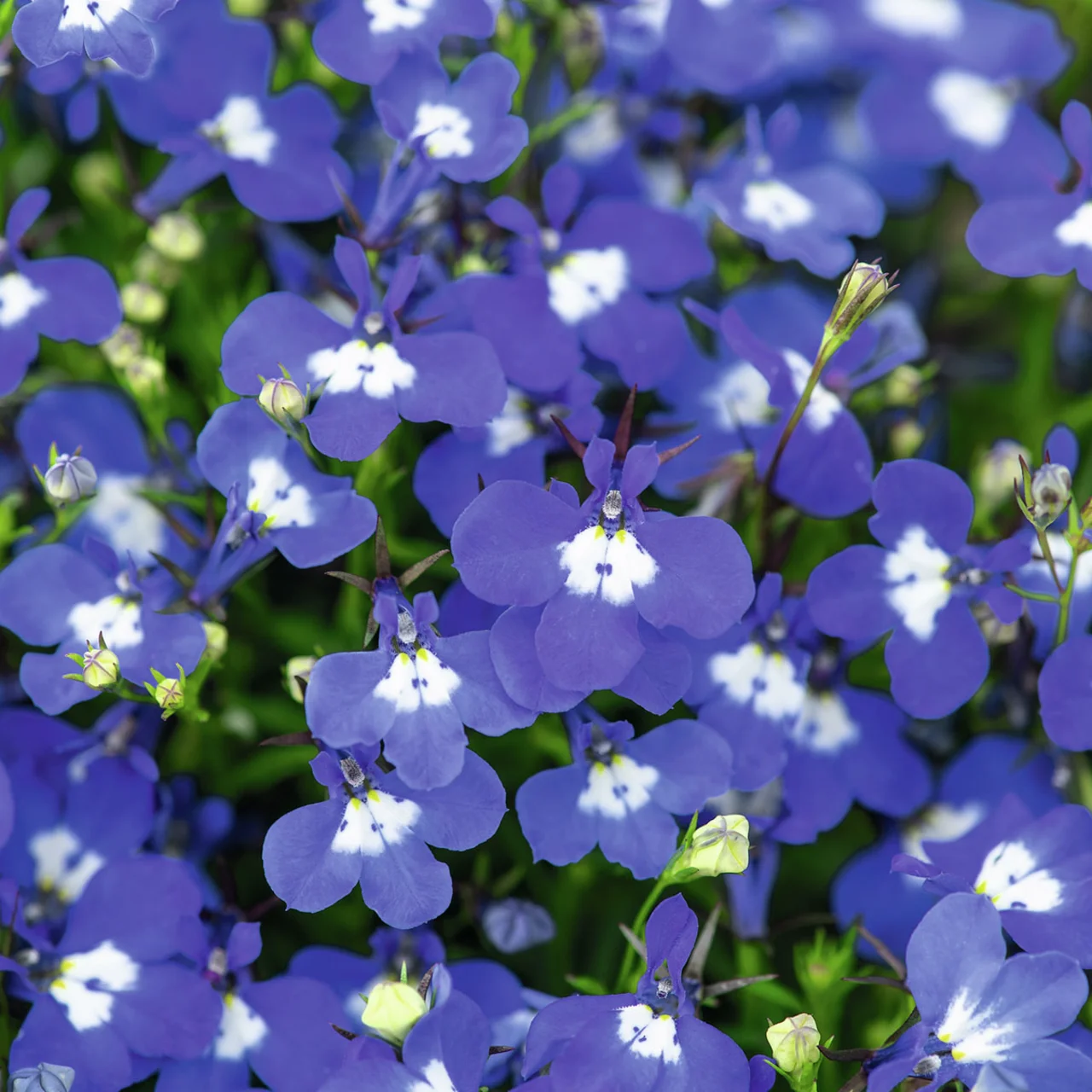 Blaues Männertreu