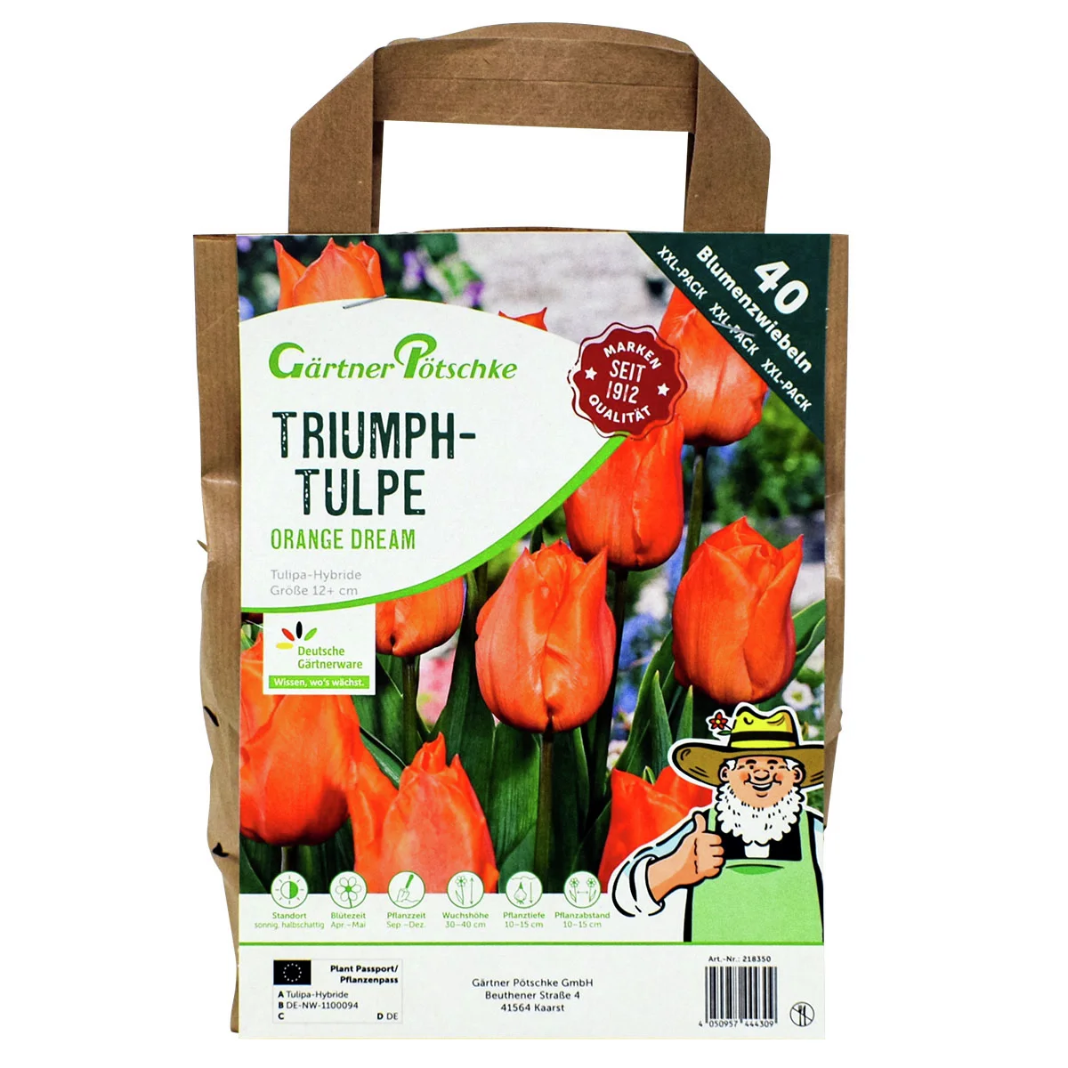 Tulpe Orange Dream, XXL-Pack.