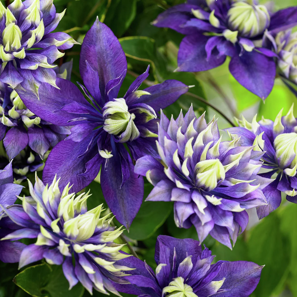 Clematis Taiga