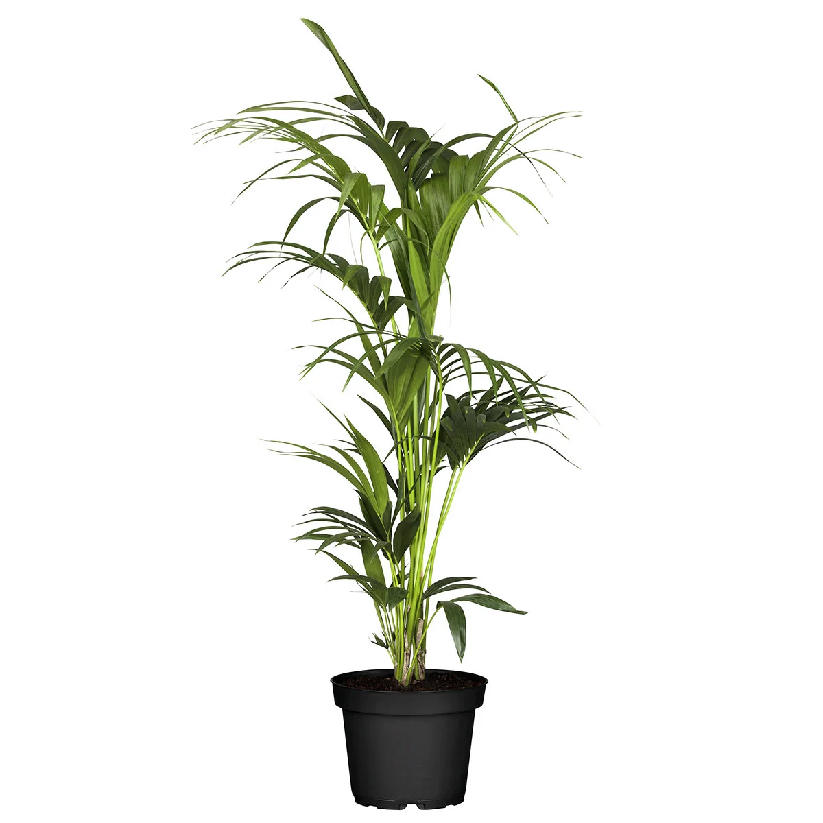 Kentiapalme, Höhe ca. 90-100 cm