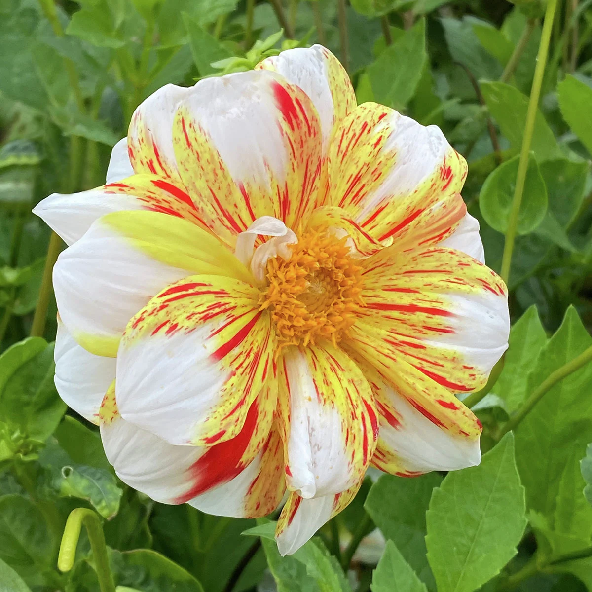 Mignon-Dahlie Sun and Ice