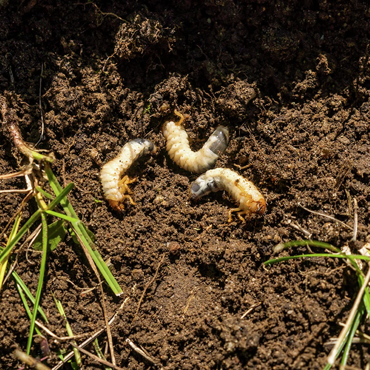 Nemagreen 50 Nematoden gegen Engerlinge im Rasen günstig kaufen bei
