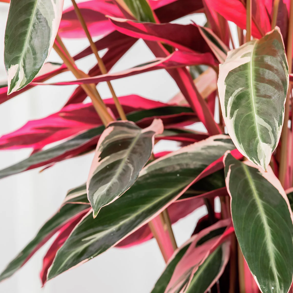 Korbmarante, Höhe ca. 60-70 cm günstig kaufen bei Gärtner Pötschke