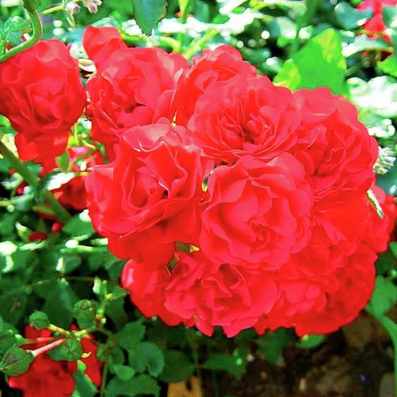 Bodendeckerrose Gärtnerfreude®, im ca. 17 cm-Topf Bodendeckerrose Gärtnerfreude®, im ca. 17 cm-Topf