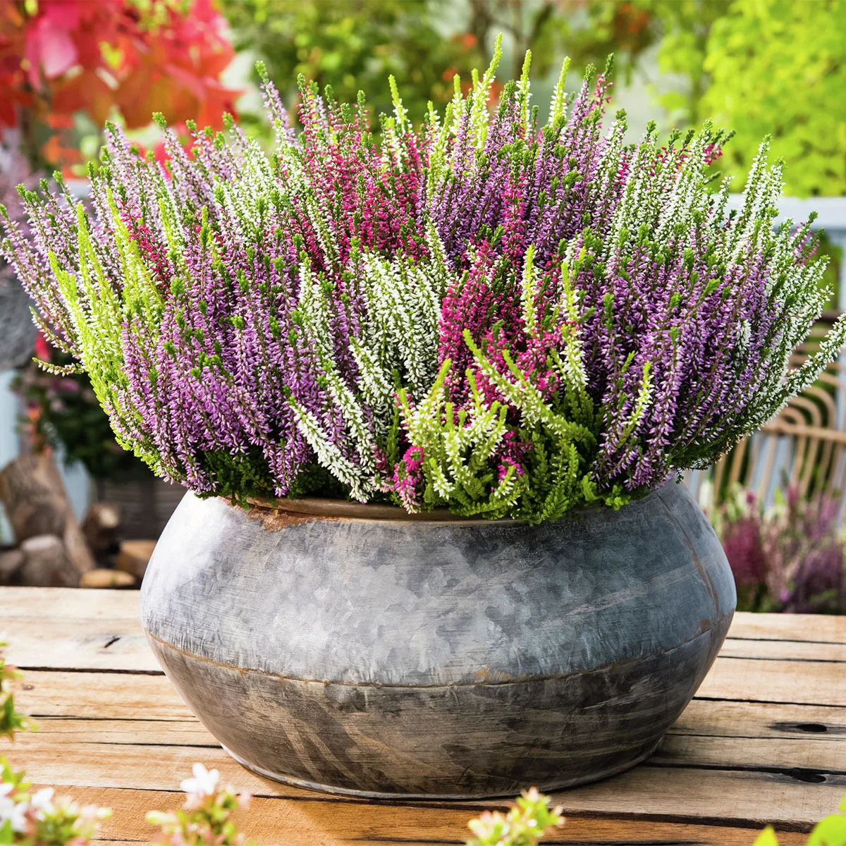 Set Knospenheide Gardengirls®, 8er-Set Set Knospenheide Gardengirls®, 8er-Set