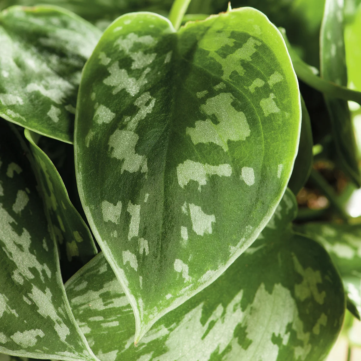 Gefleckte Efeutute, Höhe ca. 10-15 cm