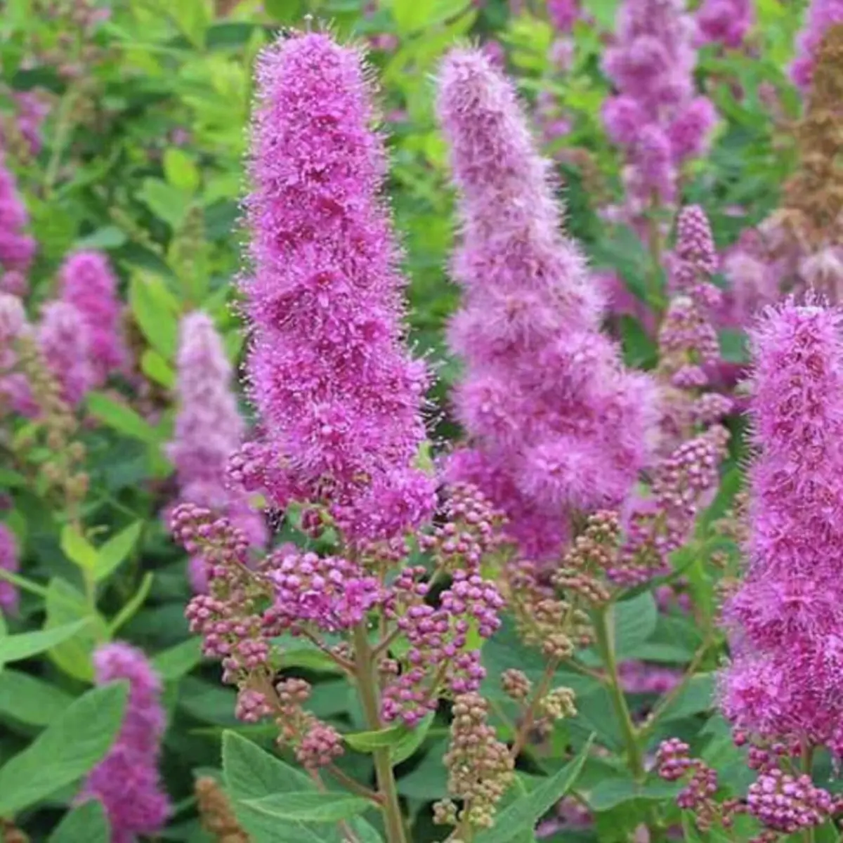 Kolbenspiere Triumphans Kolbenspiere Triumphans