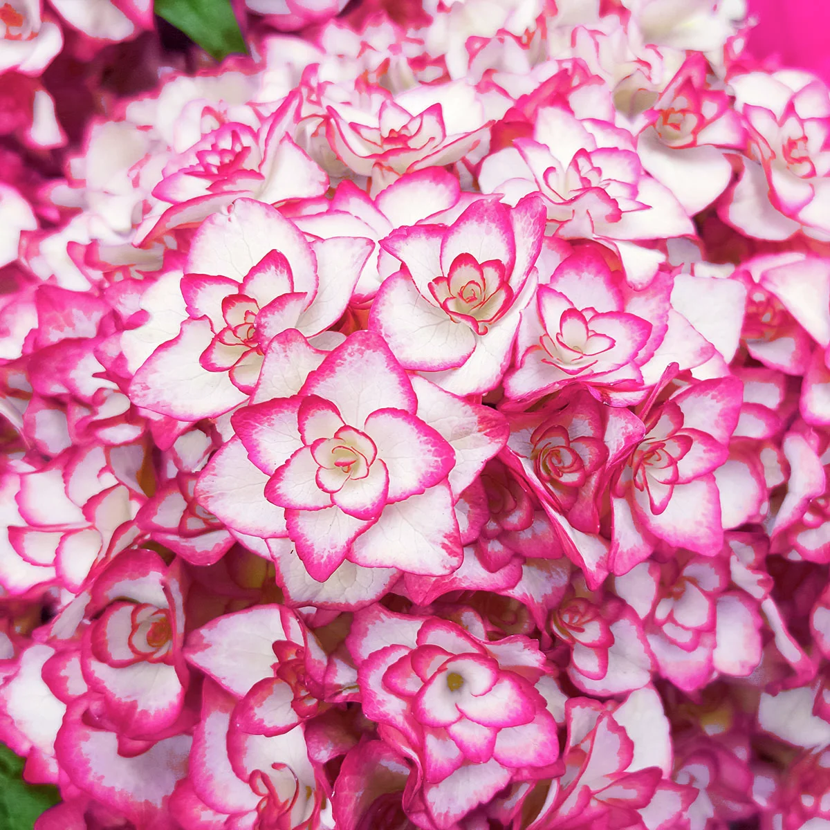 Garten-Hortensie Miss Saori, rosa Garten-Hortensie Miss Saori, rosa