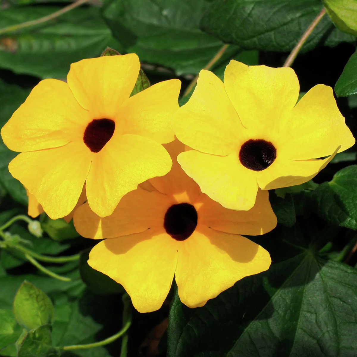 Schwarzäugige Susanne, gelb ca. 17 cm-Topf