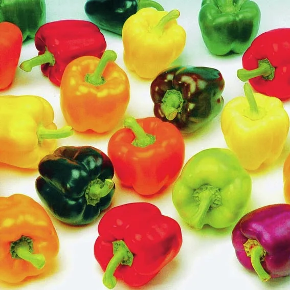 Samenmischung Gemüse-Paprika F1