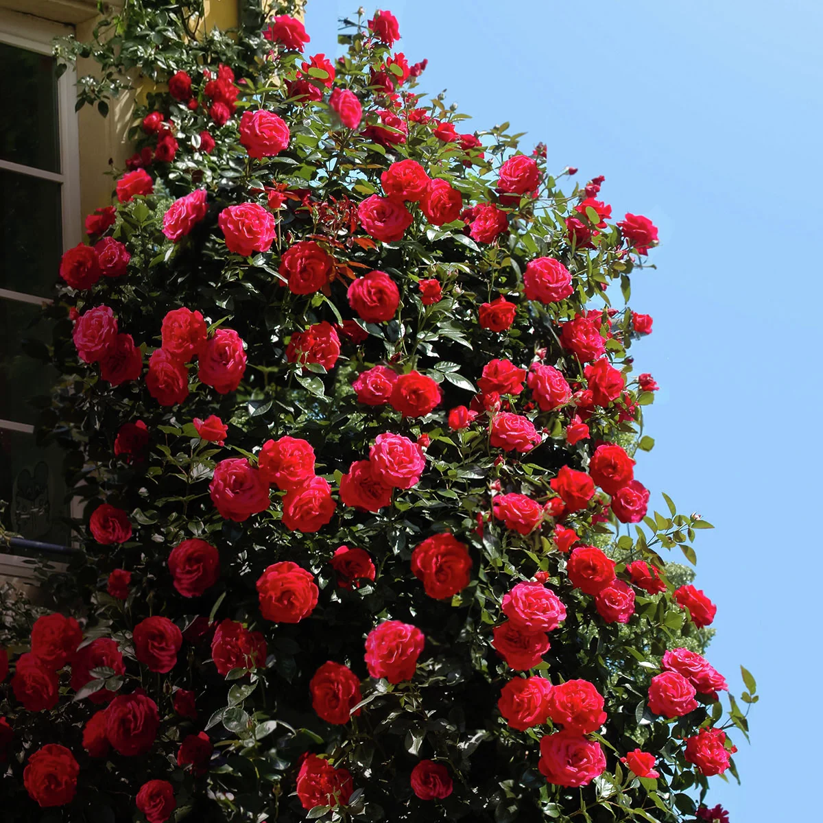 Rote Kletterrose Rote Kletterrose