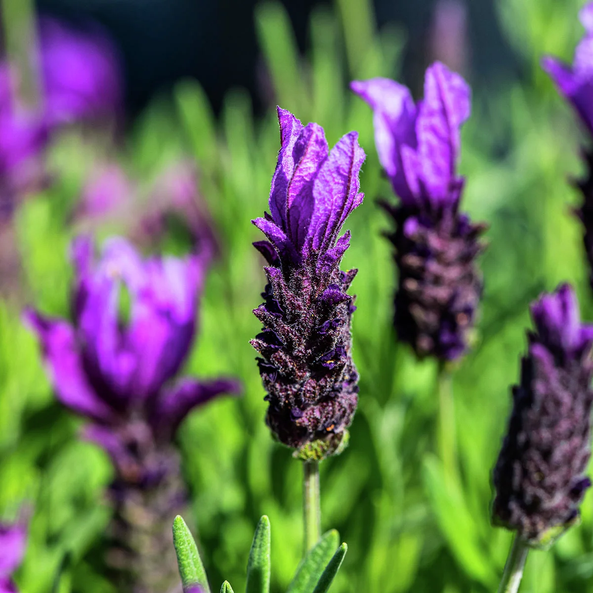 Schopflavendel Lavinia Purple