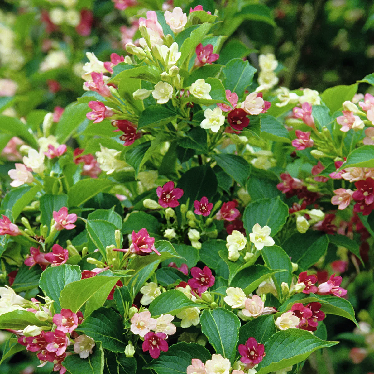 Zauber-Weigelie Marjorie® Zauber-Weigelie Marjorie®