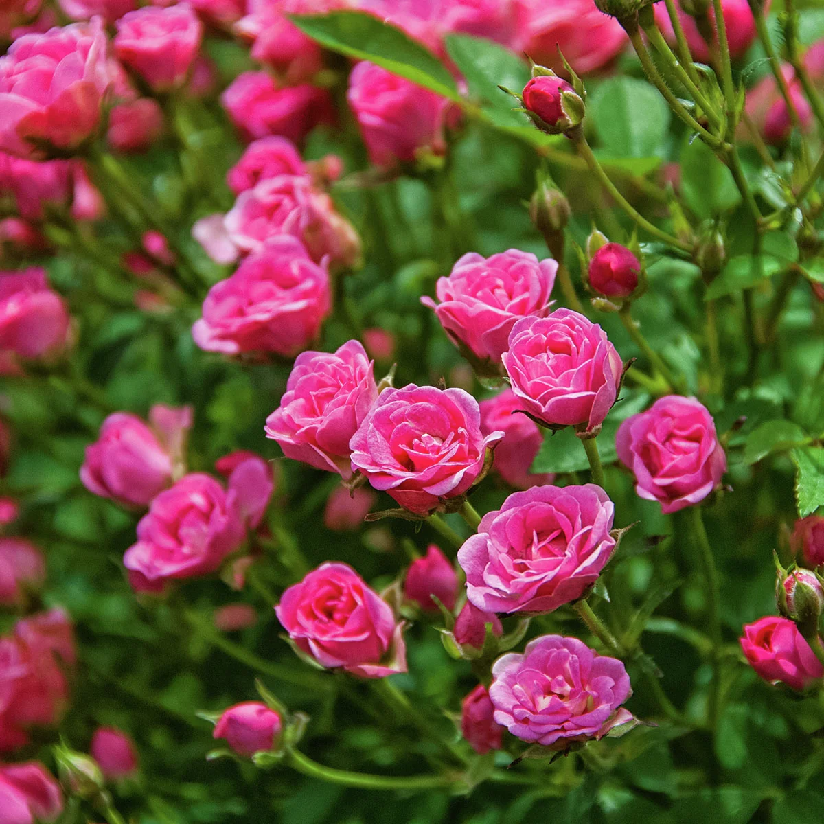 Mini-Rose Lilly Rose™, im ca. 12 cm-Topf Mini-Rose Lilly Rose™, im ca. 12 cm-Topf