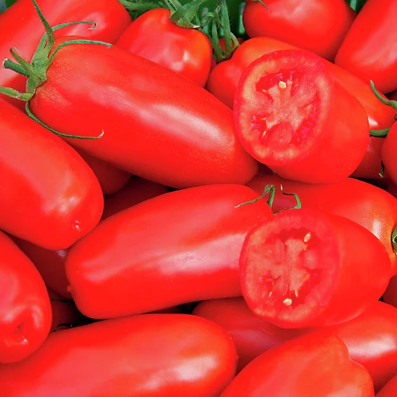 Tomatensamen Trilly F1