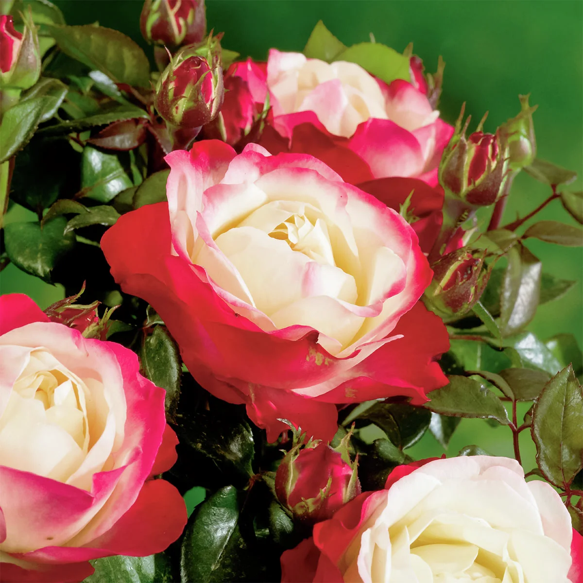 Edelrose Nostalgie® Edelrose Nostalgie®