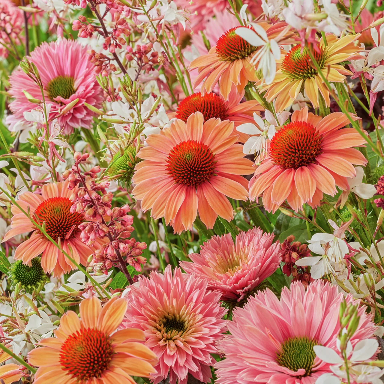 Stauden Set Gartenjuwelen Stauden Set Gartenjuwelen