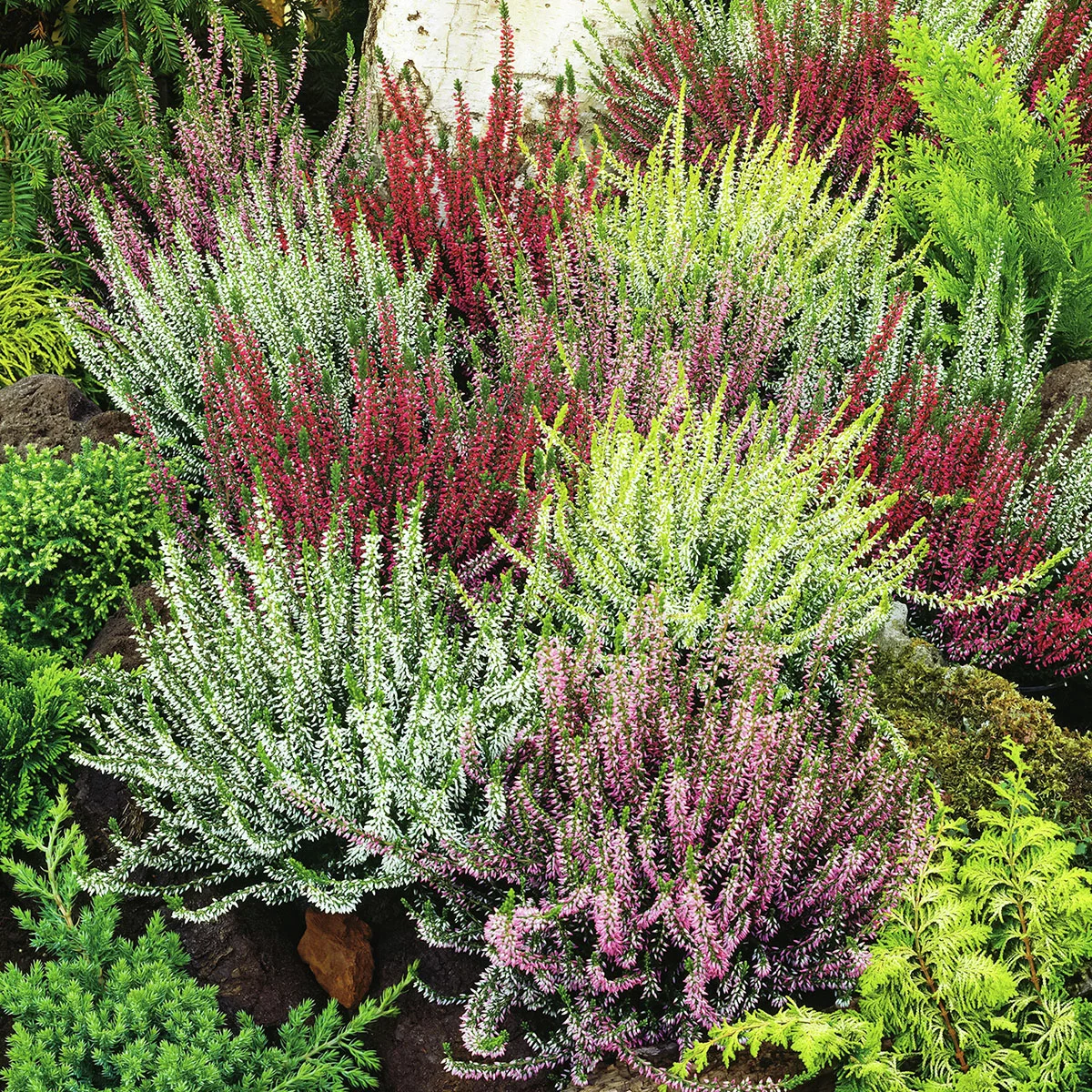 Set Knospenheide Gardengirls®, 8er-Set Set Knospenheide Gardengirls®, 8er-Set