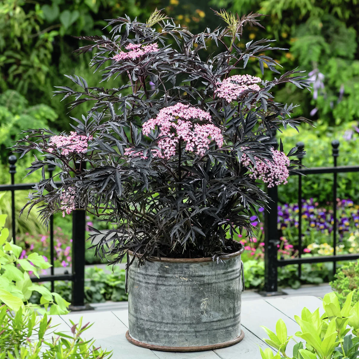 Duft-Holunder Black Lace(R), im ca. 19 cm-Topf Duft-Holunder Black Lace(R), im ca. 19 cm-Topf