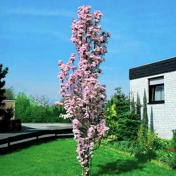 Japanische Säulenkirsche Japanische Säulenkirsche