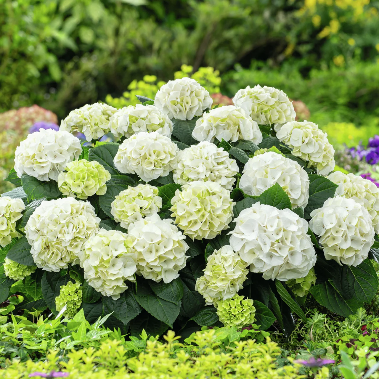 Weiße Ballhortensie Weiße Ballhortensie