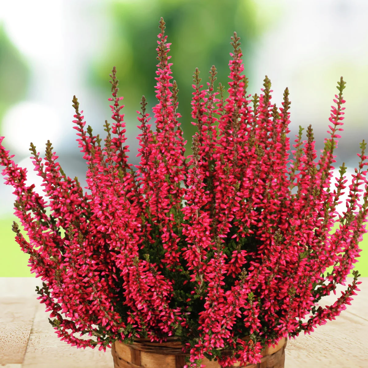 Set Knospenheide Gardengirls®, 8er-Set Set Knospenheide Gardengirls®, 8er-Set