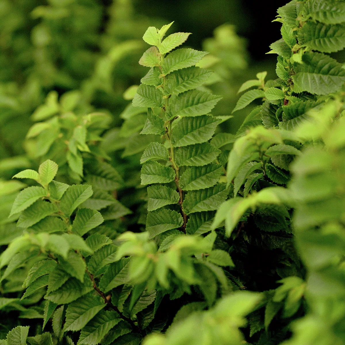 Zwergulme Jaqueline Hillier