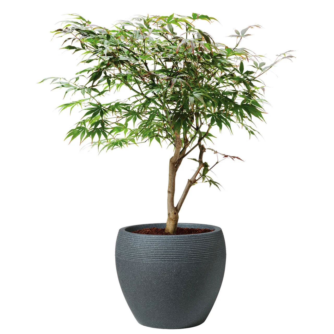 Pflanzkübel Lineo, 30cm, schwarz