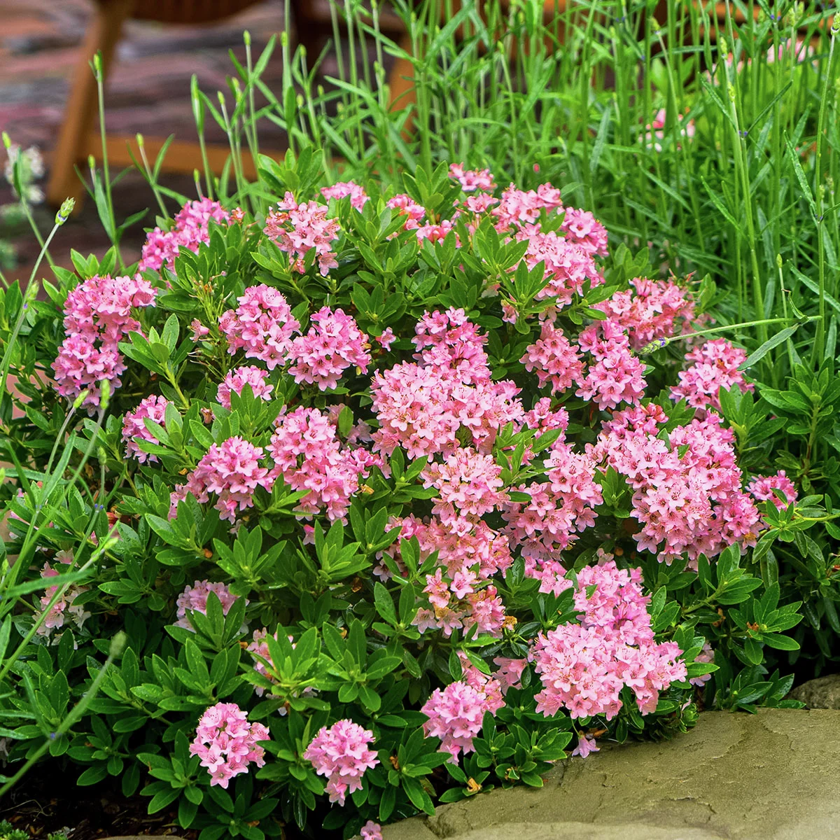 Nugget by Bloombux®, magenta Nugget by Bloombux®, magenta