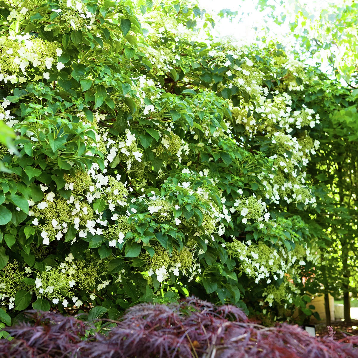 Kletterhortensie Der Klassiker Kletterhortensie Der Klassiker