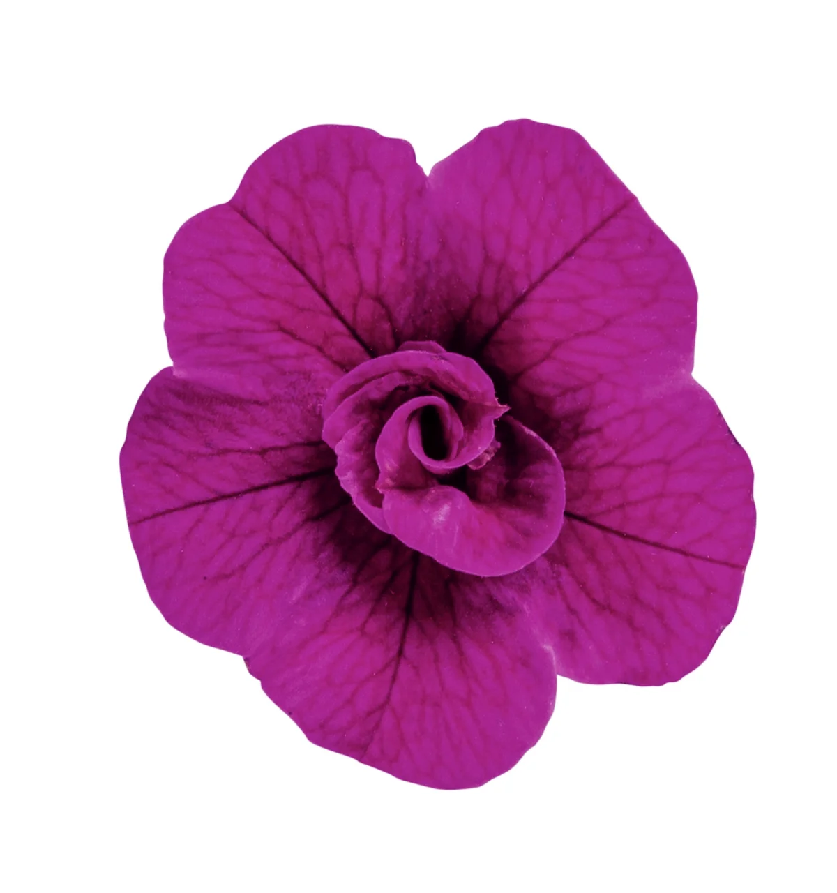 Rosen-Zauberglöckchen, violett