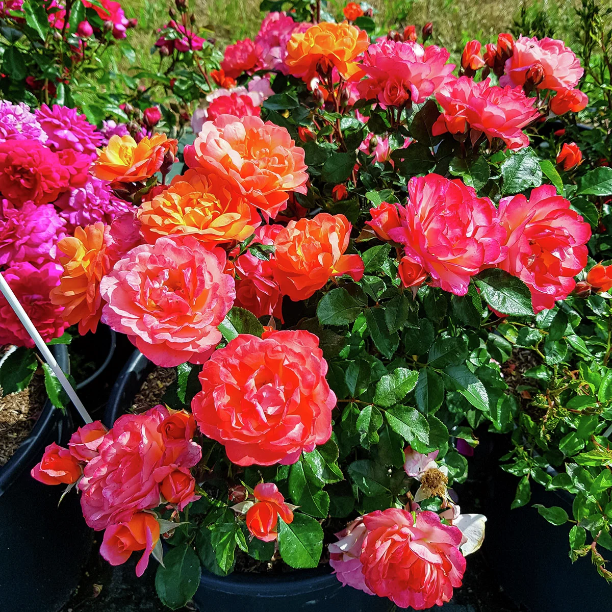 Beetrose Sugar Candy Rose® Beetrose Sugar Candy Rose®