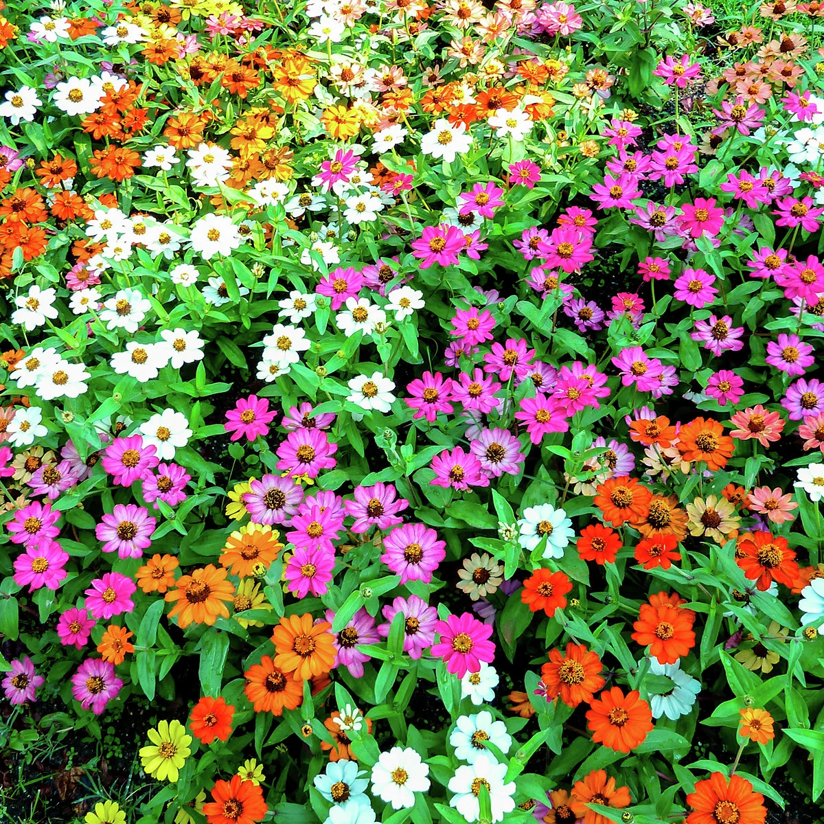 Zinniensamen Profusion-Mischung