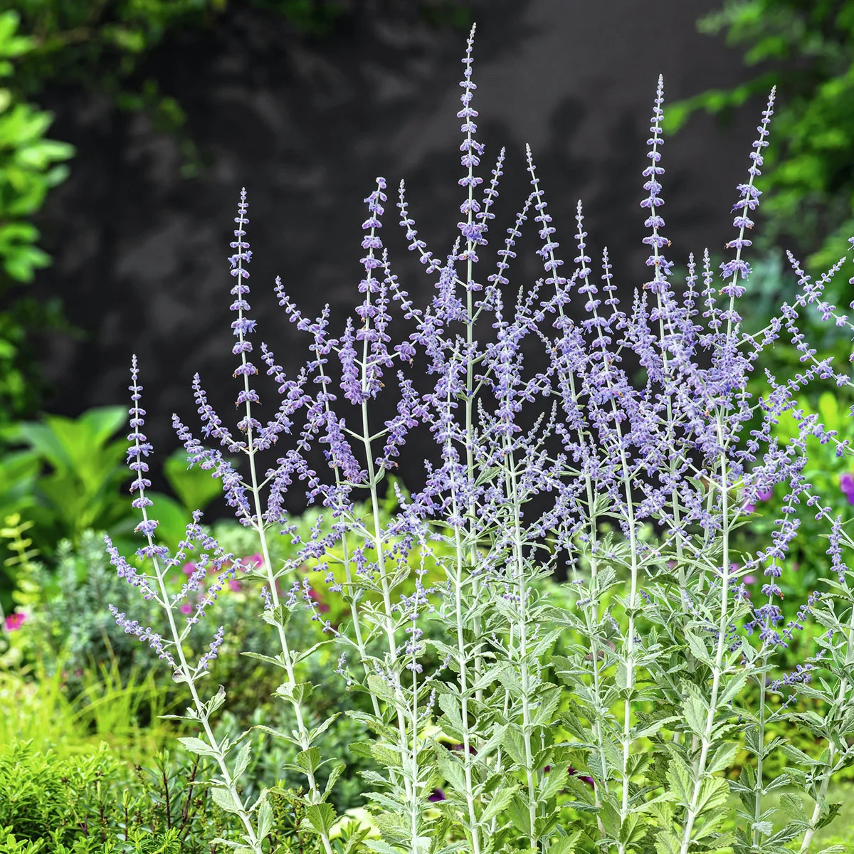 Blauraute Silvery Blue Blauraute Silvery Blue