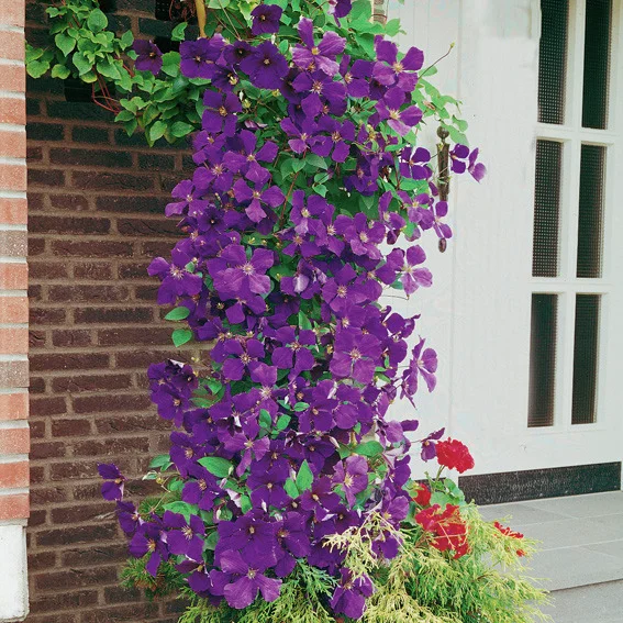 Clematis Jackmanii Clematis Jackmanii