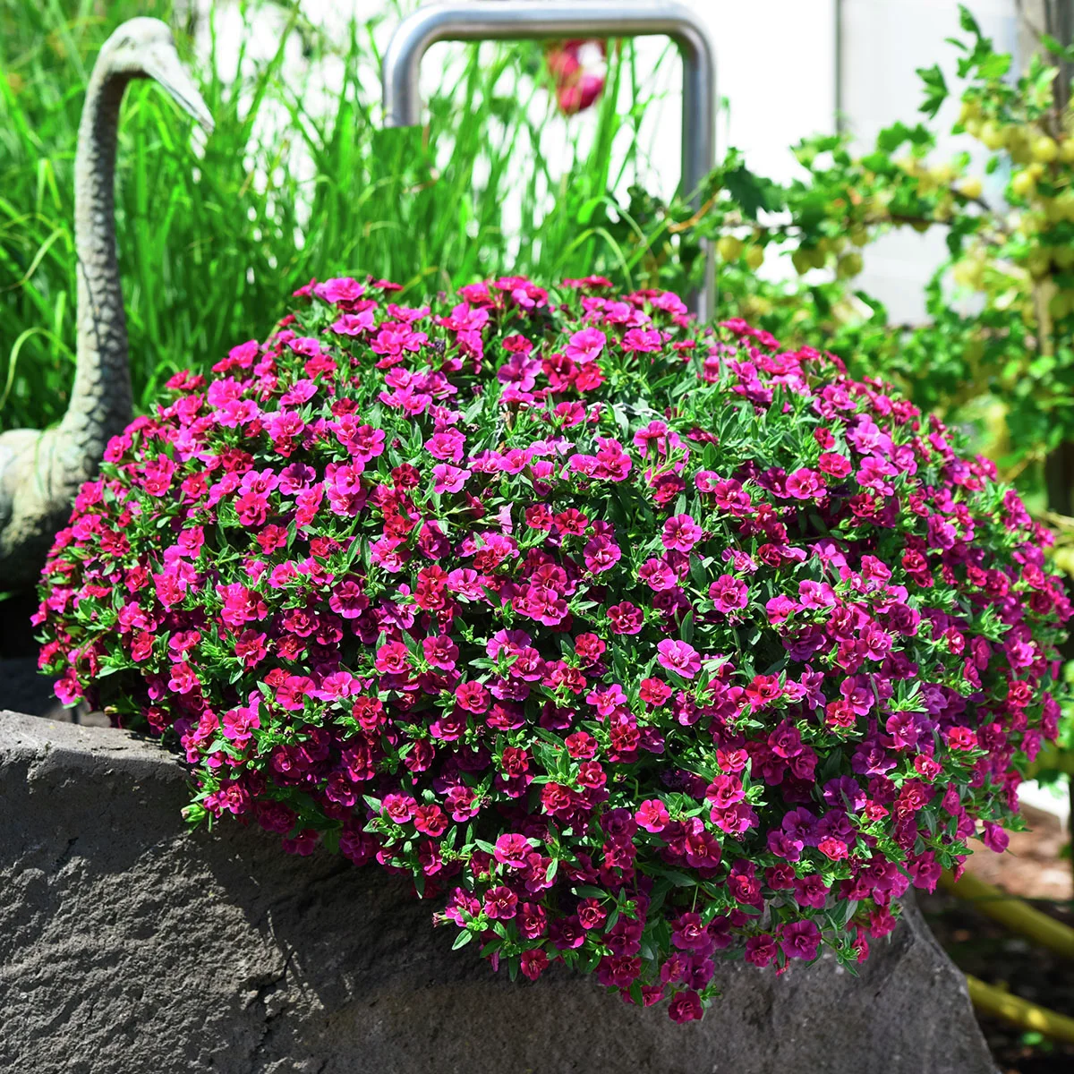 Rosen-Zauberglöckchen, violett