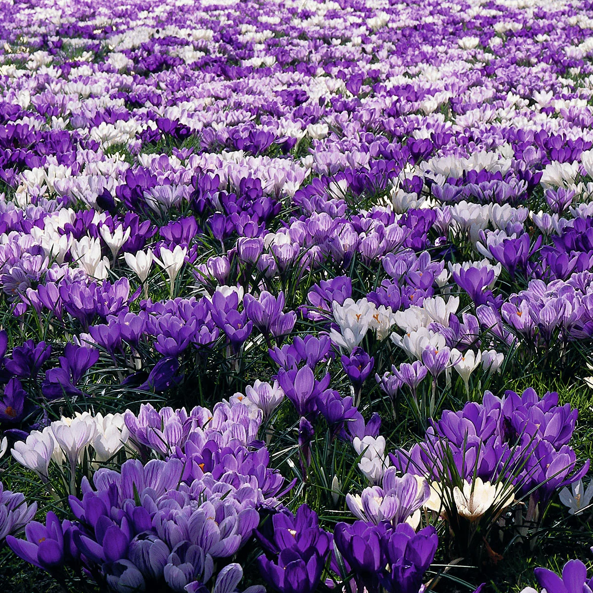 Gartenkrokus-Mischung Krokuswiese Blaue Symphonie
