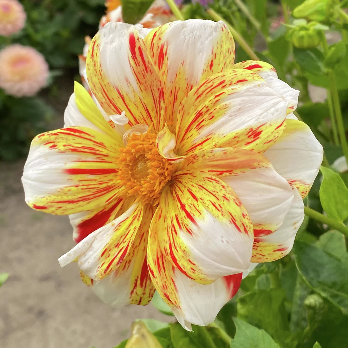 Mignon-Dahlie Sun and Ice