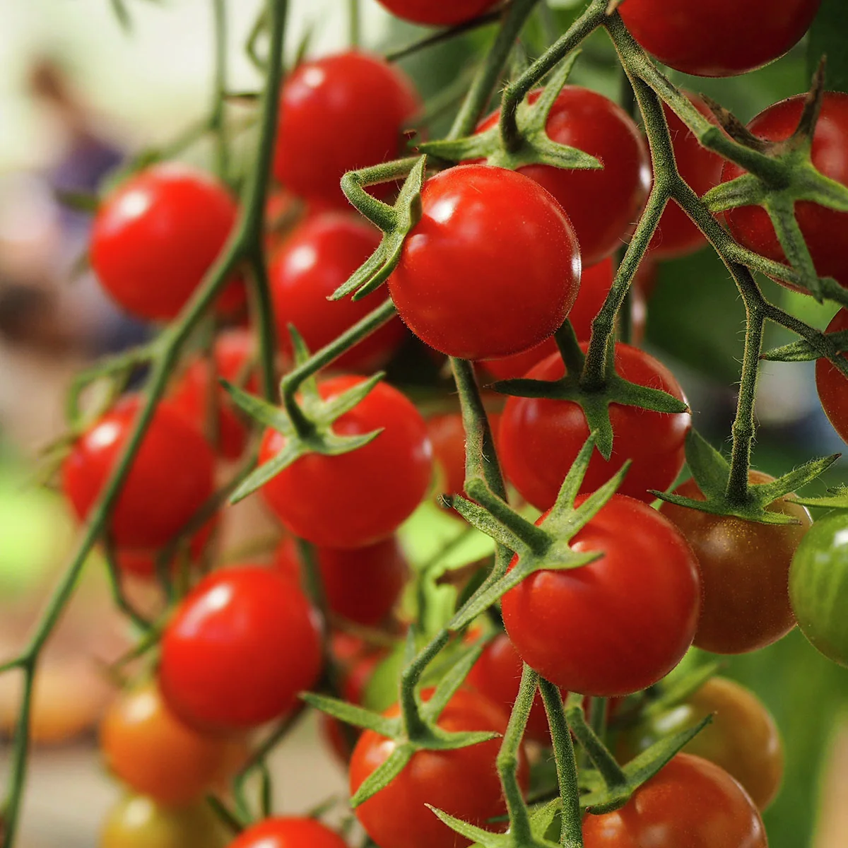 Tomatensamen Crokini F1