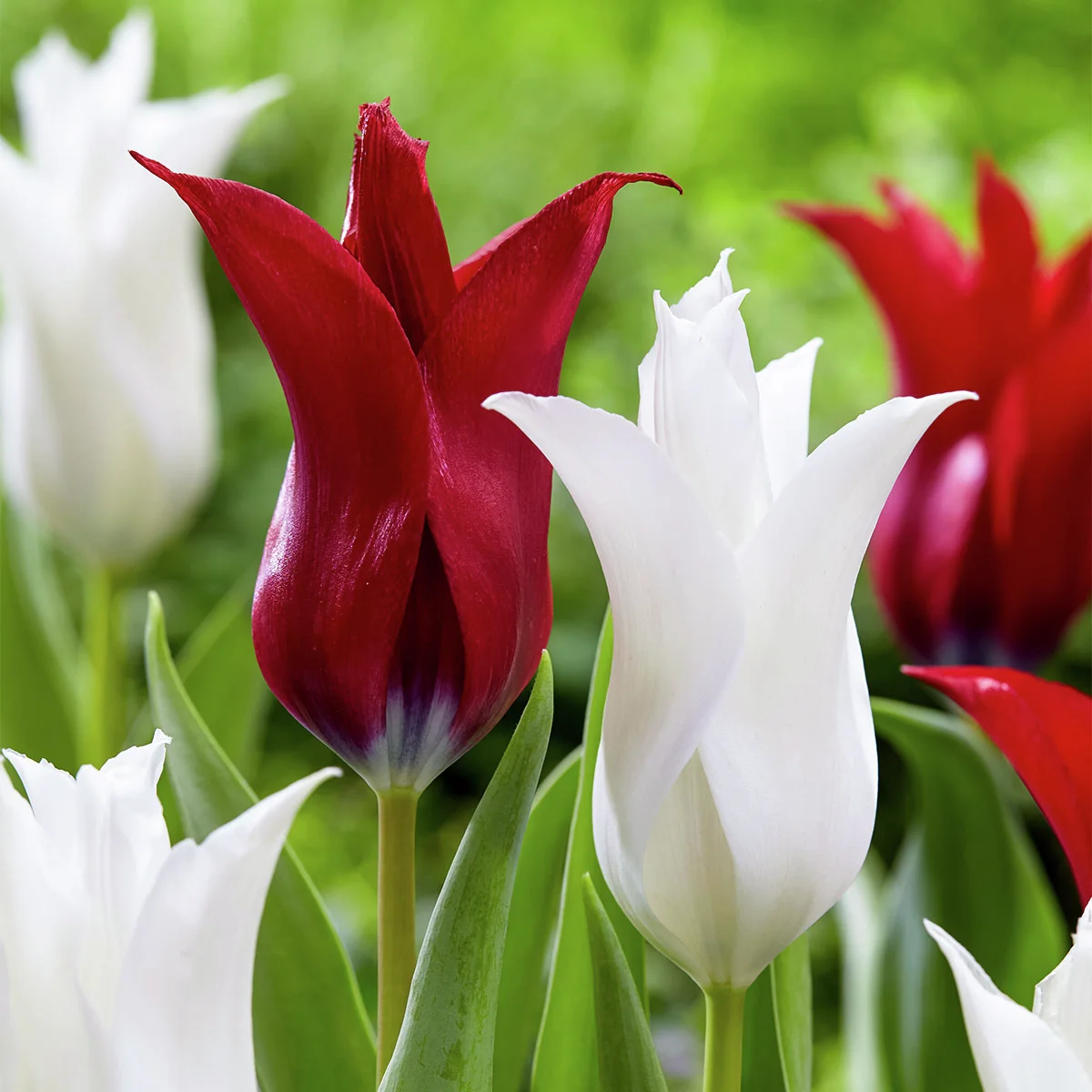 Tulpen-Mischung C'est Chic Tulpen-Mischung C'est Chic