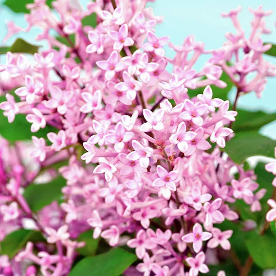 Bloomerang(R)-Flieder Pink Perfume Bloomerang(R)-Flieder Pink Perfume