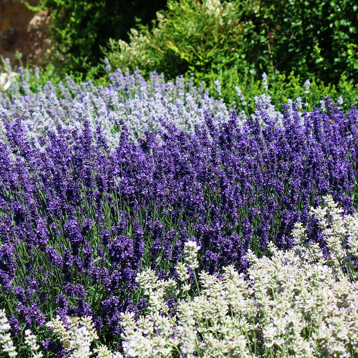 Englischer Lavendel Elizabeth