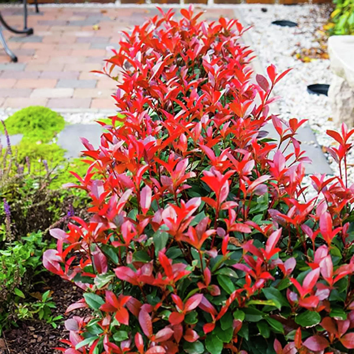 Glanzmispel Devil's Dream® Glanzmispel Devil's Dream®