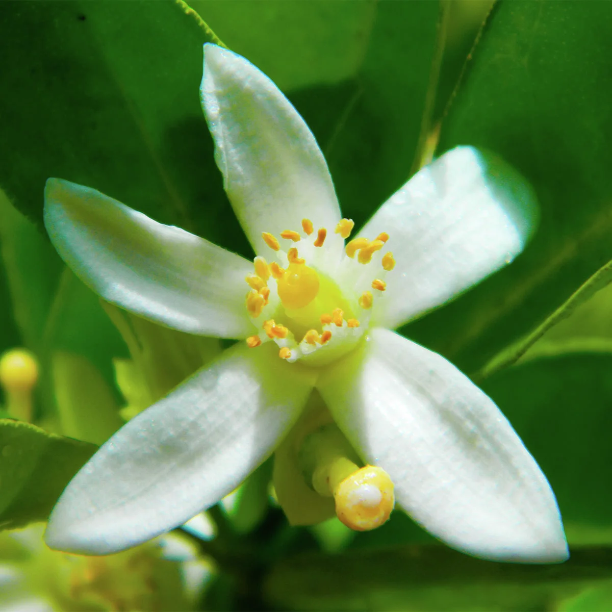 Calamondin-Orangen-Stamm, im ca. 36 cm-Topf